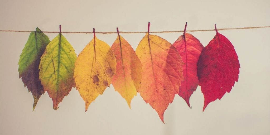 Foto van gekleurde blaadjes op een rijtje, van groen naar rood, om de herfst aan te duiden